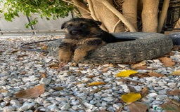 Pastor Alemán perros en venta: Pastor Alemán  - Imagen 4