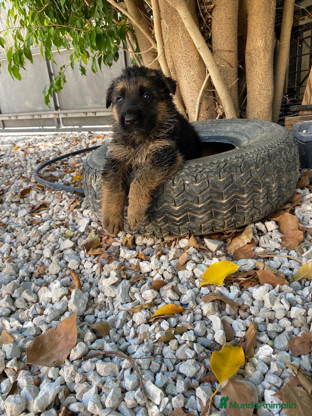 Pastor Alemán perros en venta: Pastor Alemán  - Imagen 4