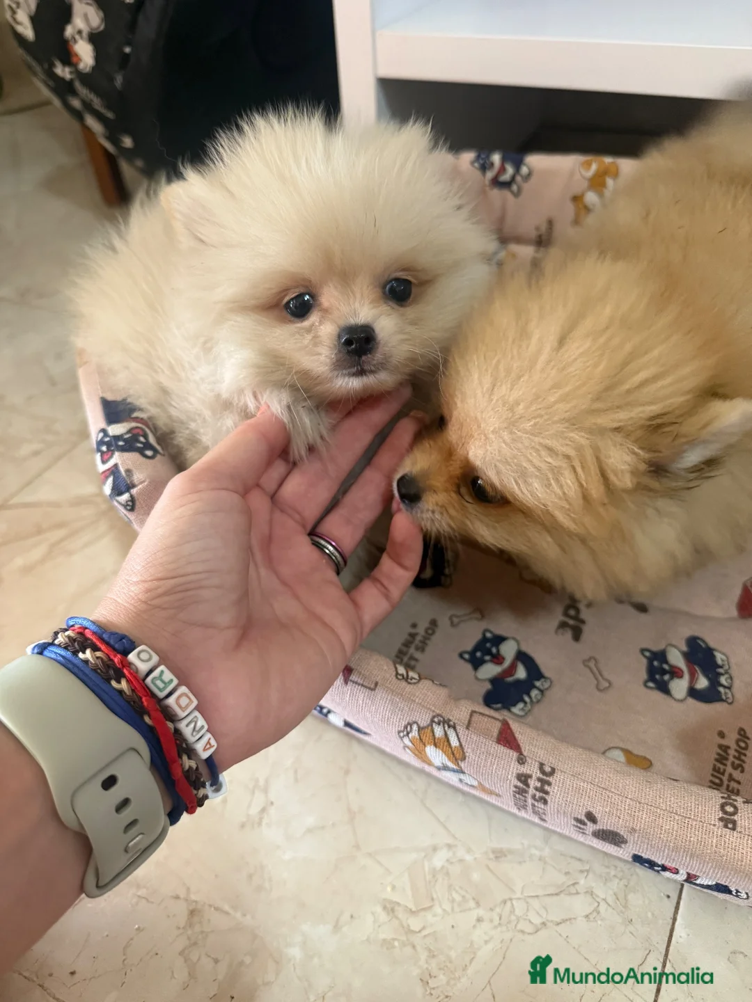 Pomerania perros en venta: Cachorritos Pomerania - Anuncio 2