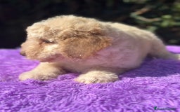 Perro de Agua Español perros en venta: Pdae crema ojos verdes  - Imagen 3
