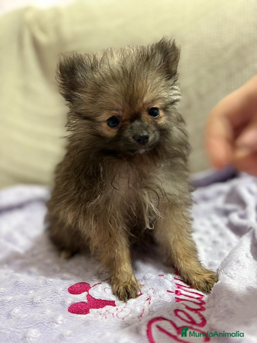 Pomerania perros en venta: Poo pomerania MICRO TOY  - Imagen 5