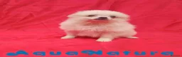Pomerania perros en venta:  Pomerania Macho de Japi y Pompom 8302 AQUANATURA - Anuncio 8
