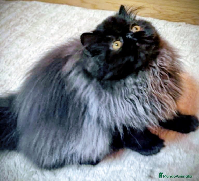 Persa gatos Gc, ch, ich - Anuncio 1