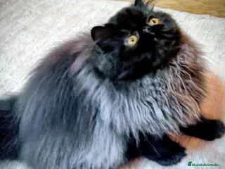 Persa gatos Gc, ch, ich - Anuncio 1