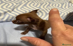 Chihuahua perros en venta: EXCLUSIVO CHIHUAHUA MICRO RUSO - Anuncio 2