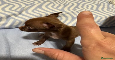 Chihuahua perros EXCLUSIVO CHIHUAHUA MICRO RUSO - Anuncio 1