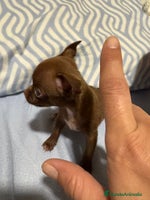 Chihuahua perros EXCLUSIVO CHIHUAHUA MICRO RUSO - Anuncio 7