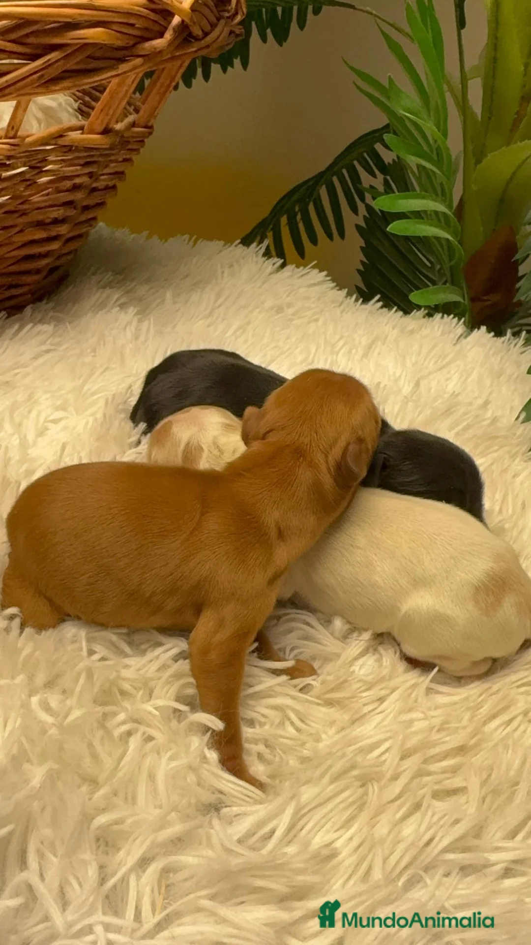 Cocker Spaniel Inglés perros en venta: COCKER SPANIEL INGLES - Anuncio 23