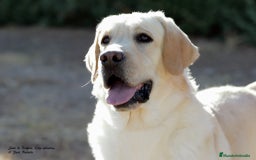 Labrador Retriever perros en venta: LABRADOR amarillo cachorros - Imagen 6