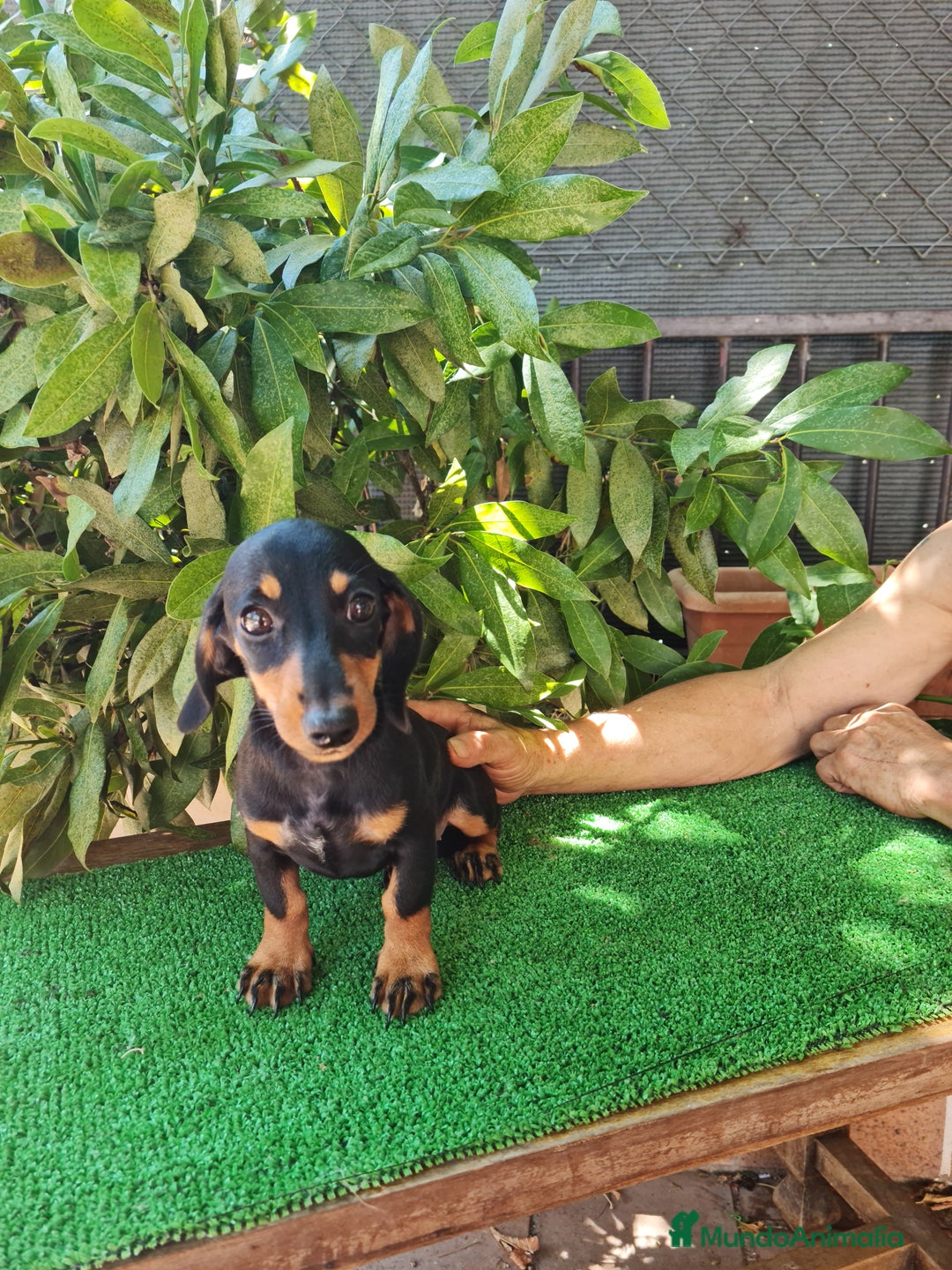 Teckel perros en venta: Teckel  canichen - Imagen 6