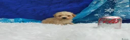 Caniche Toy perros en venta: PRECIOSOS CANICHE  ROJO LINEA TOY - Anuncio 6