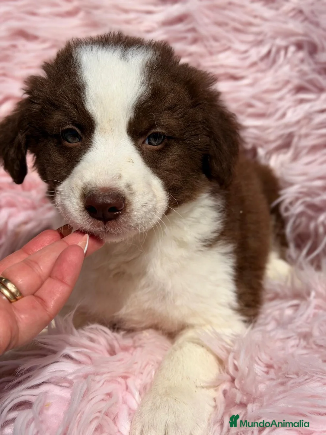 Border Collie perros en venta: BORDER COLLIE HEMBRA CHOCOLATE - Anuncio 2
