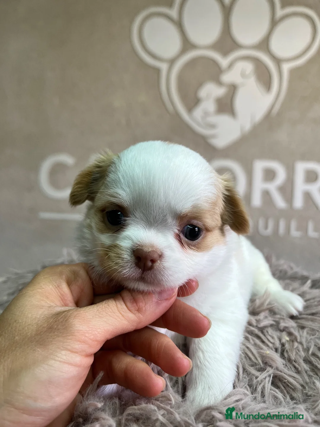 Chihuahua perros en venta: Chihuahua pelo largo  - Anuncio 4