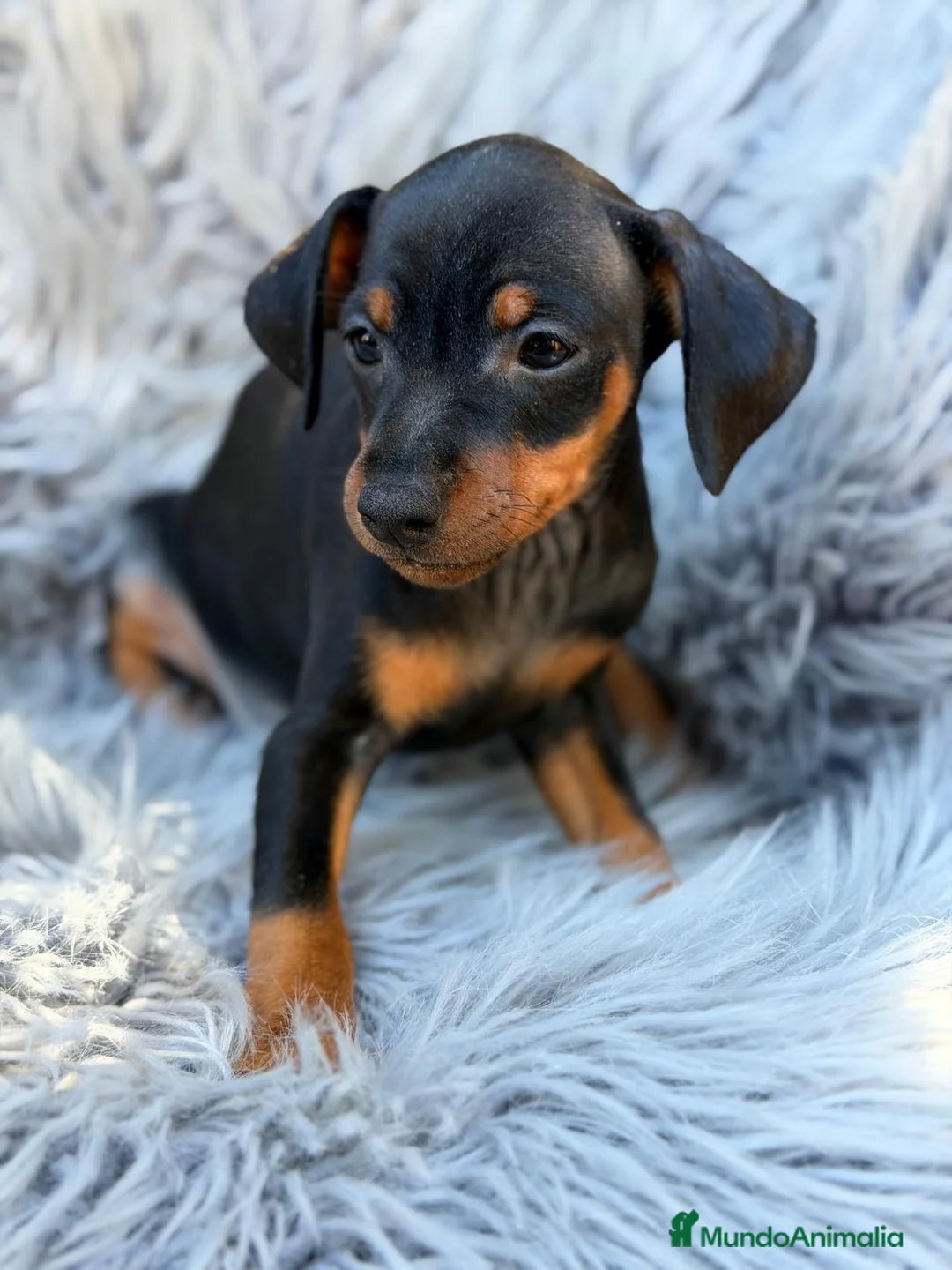 Pinscher Miniatura perros en venta: Pinscher miniatura macho💙🐾 - Anuncio 2