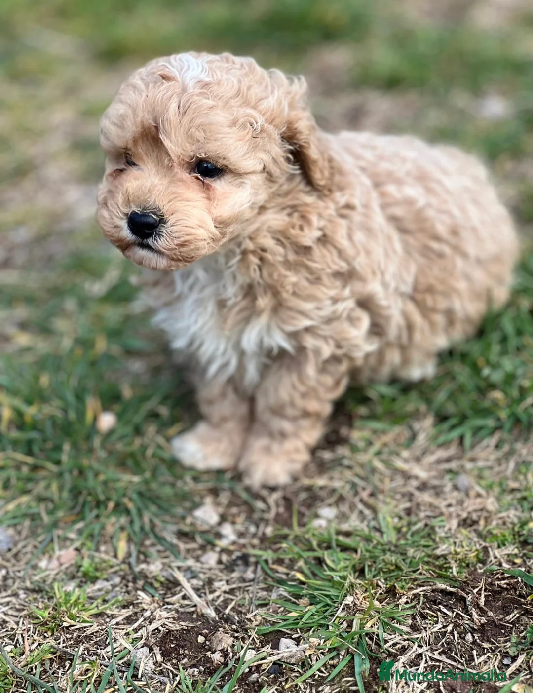 Maltipoo perros en venta: MALTIPOO TOY NACIONAL en Barcelona - Anuncio 3