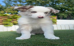 Border Collie perros en venta: BORDER COLLIE MERLE MACHO - Imagen 1