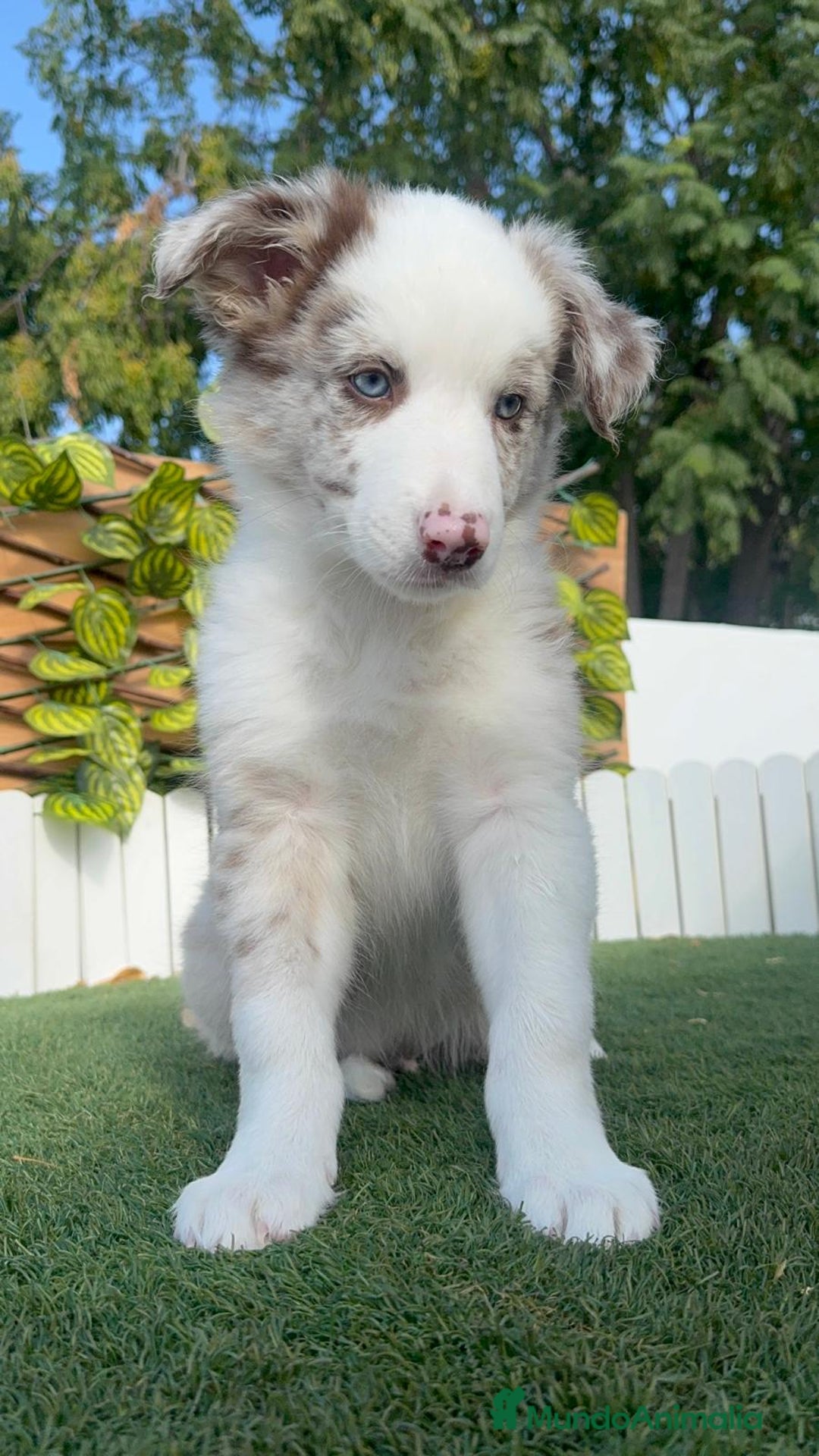 Border Collie perros en venta: BORDER COLLIE MERLE MACHO - Imagen 1