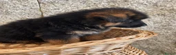 Pastor Alemán perros en venta: Espectacular cachorro de pastor alemán  - Anuncio 9