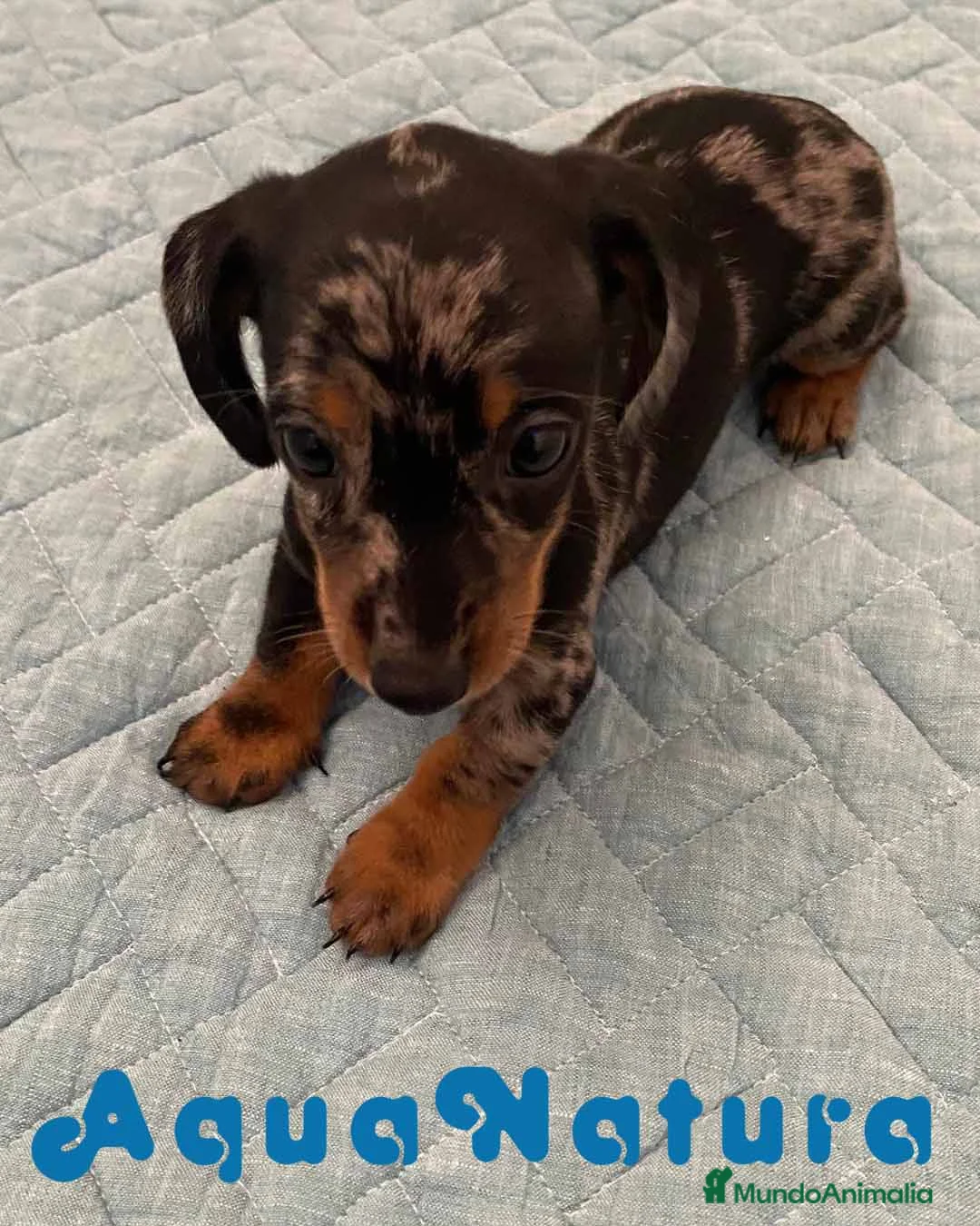 Teckel perros en venta:  Teckel Hembra 6258 - AQUANATURA en Barcelona - Anuncio 3