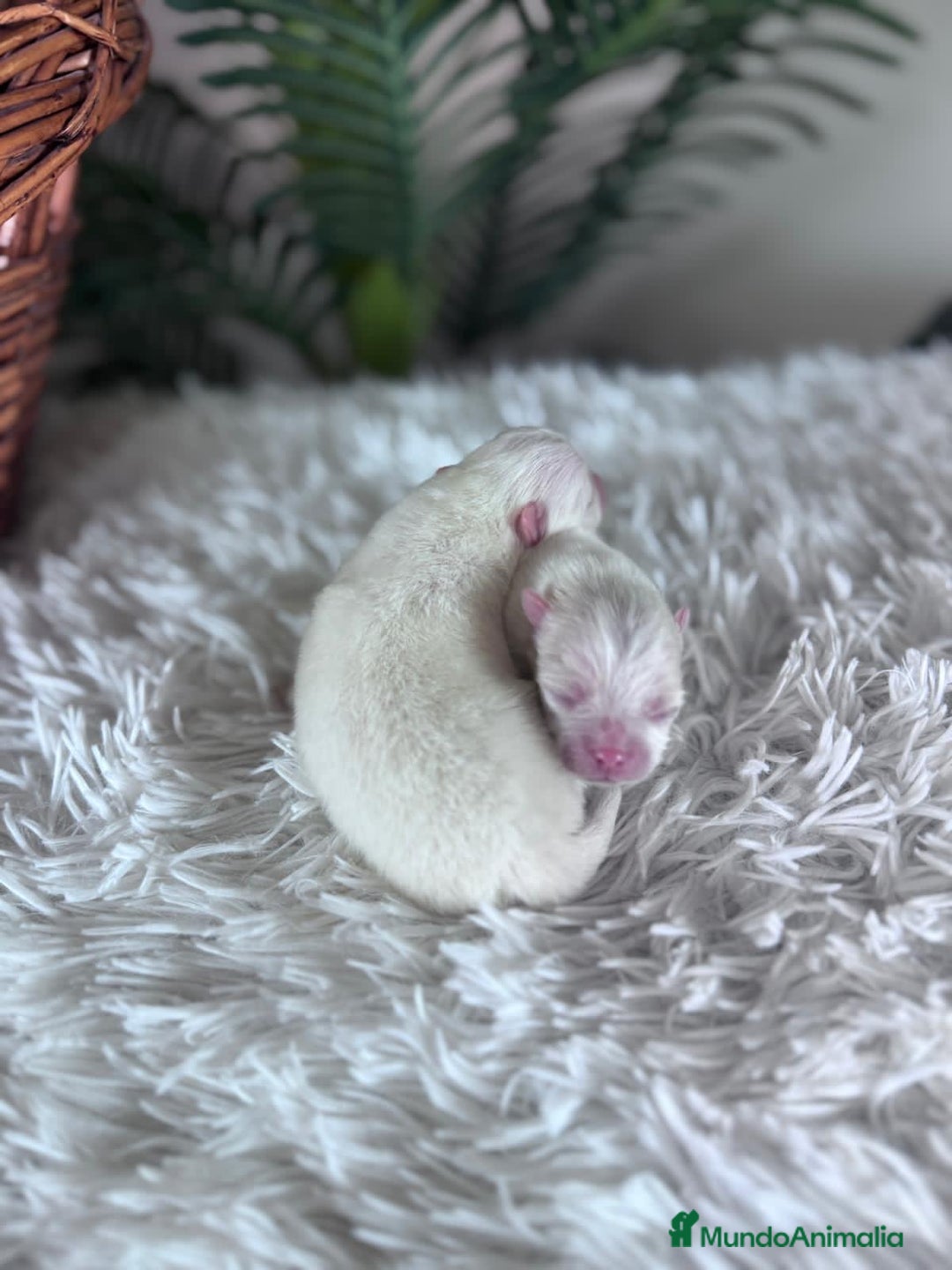 Pomerania perros en venta: POMERANIA - Anuncio 7