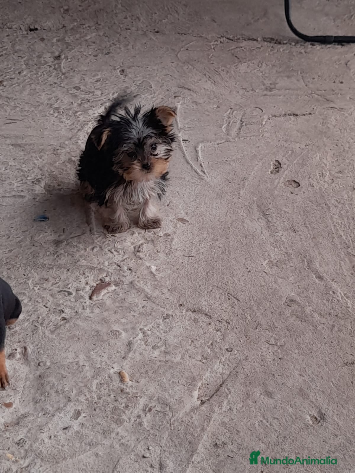 Yorkshire Terrier perros Yorkshire miniatura en Badajoz - Anuncio 1