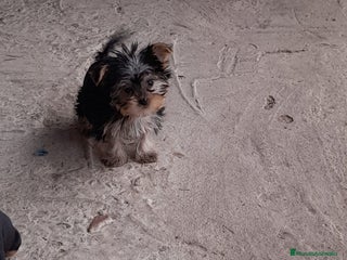 Yorkshire Terrier perros en Badajoz - Anuncio 40