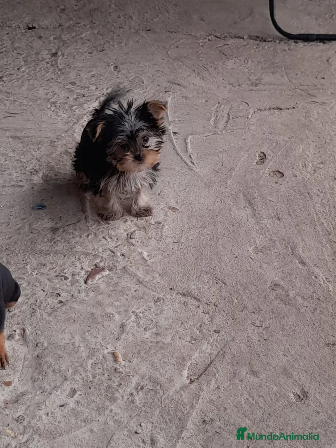 Yorkshire Terrier perros en venta: Yorkshire miniatura en Badajoz - Anuncio 1