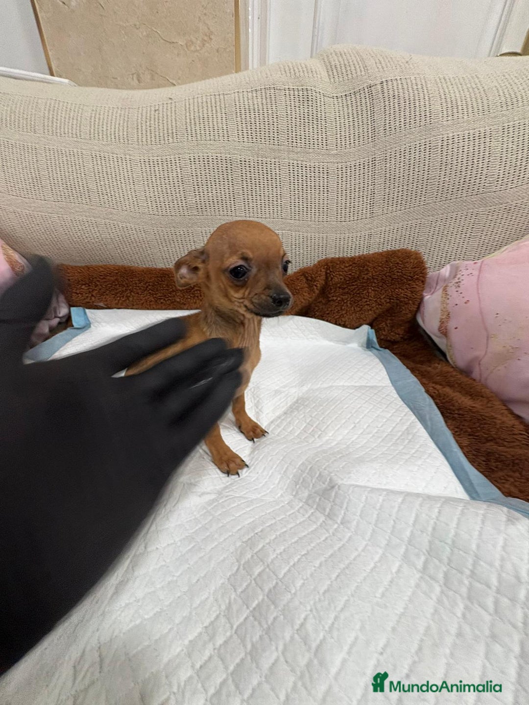 Chihuahua perros en venta: Chihuahua macho cabeza manzana  - Anuncio 1
