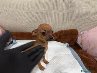 Chihuahua perros Chihuahua macho cabeza manzana - Anuncio 4