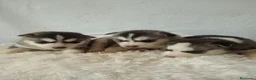 Husky Siberiano perros en venta: CACHORROS HUSKY SIBERIANO  - Anuncio 11