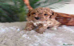 Caniche Toy perros en venta: CANICHE TOY MACHO - Imagen 7
