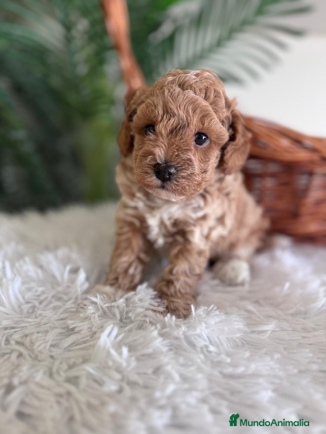 Caniche Toy perros en venta: CANICHE TOY MACHO - Imagen 7