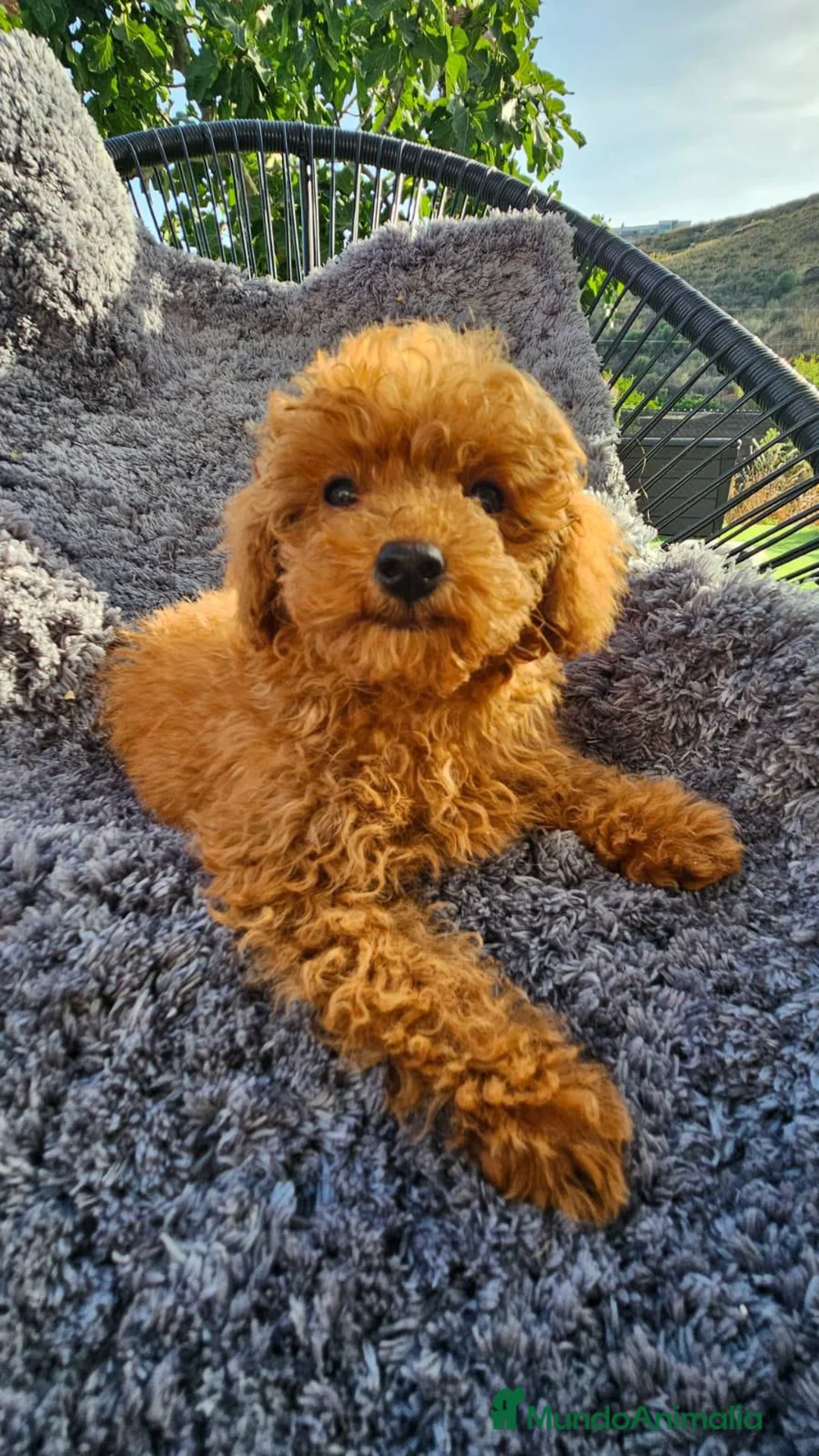 Caniche Toy perros en venta: CANICHE TOY DIMINUTOS en Málaga - Anuncio 3