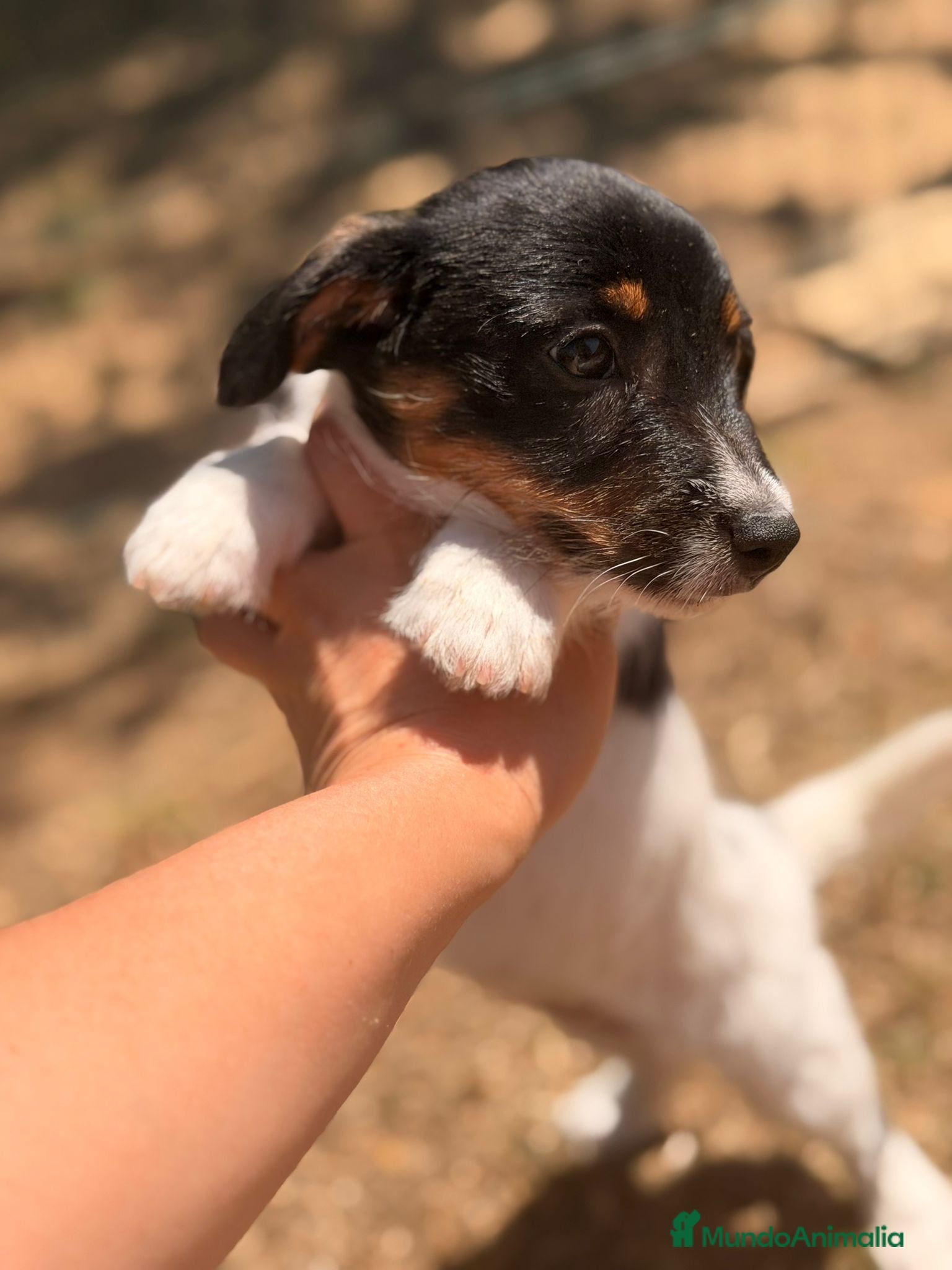 Jack Russell Terrier perros JACK RUSSELL BROKEN HEMBRA - Anuncio 2