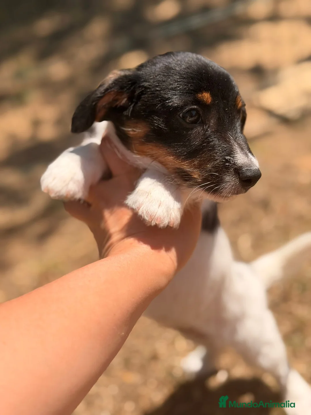 Jack Russell Terrier perros en venta: JACK RUSSELL BROKEN HEMBRA - Anuncio 1
