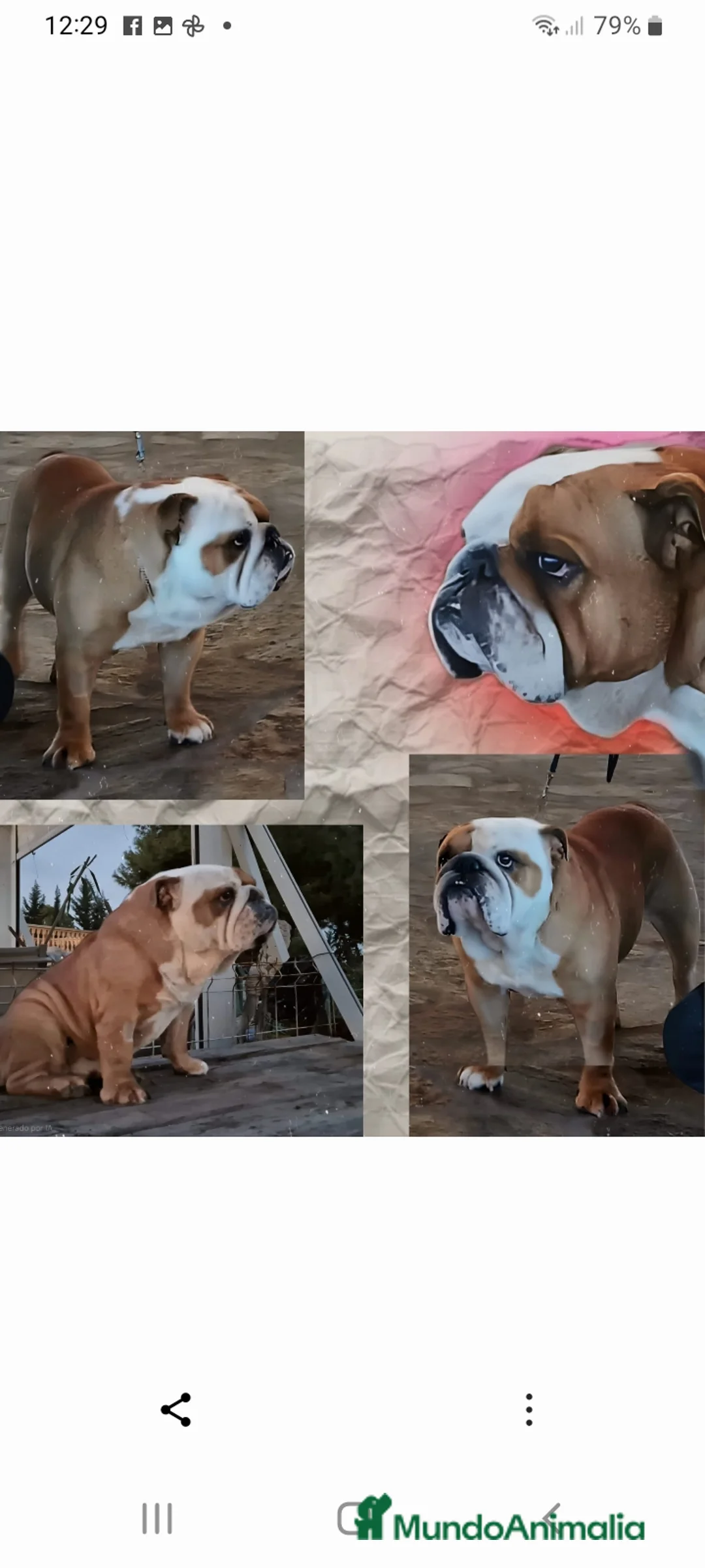 Bulldog Inglés perros en venta: Bulldog ingles, próxima camada - Anuncio 2