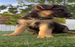 Pastor Alemán perros en venta: PASTOR ALEMAN HEMBRA - Imagen 12