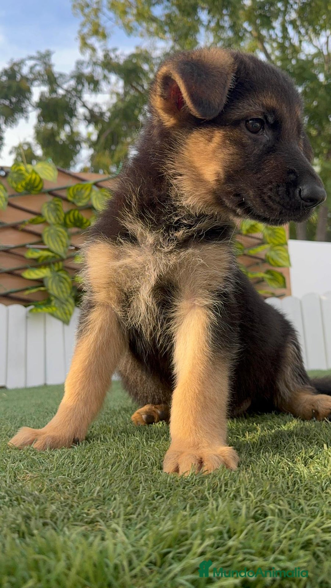 Pastor Alemán perros en venta: PASTOR ALEMAN HEMBRA - Imagen 12