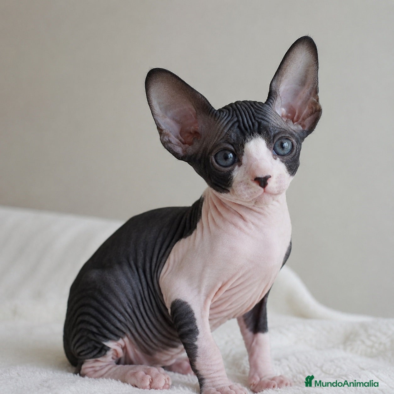 Sphynx gatos Sphynx  - Anuncio 1