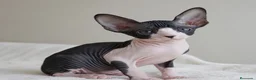 Sphynx gatos en venta: Sphynx  - Anuncio 1