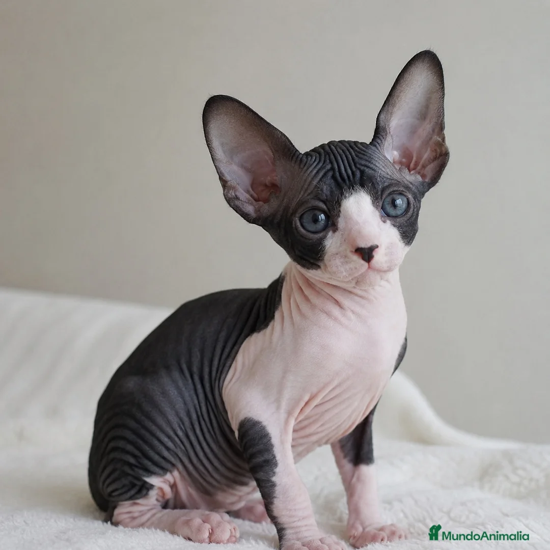 Sphynx gatos en venta: Sphynx  - Anuncio 1