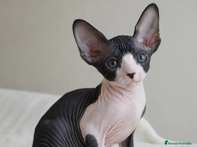 Sphynx gatos Sphynx - Anuncio 2