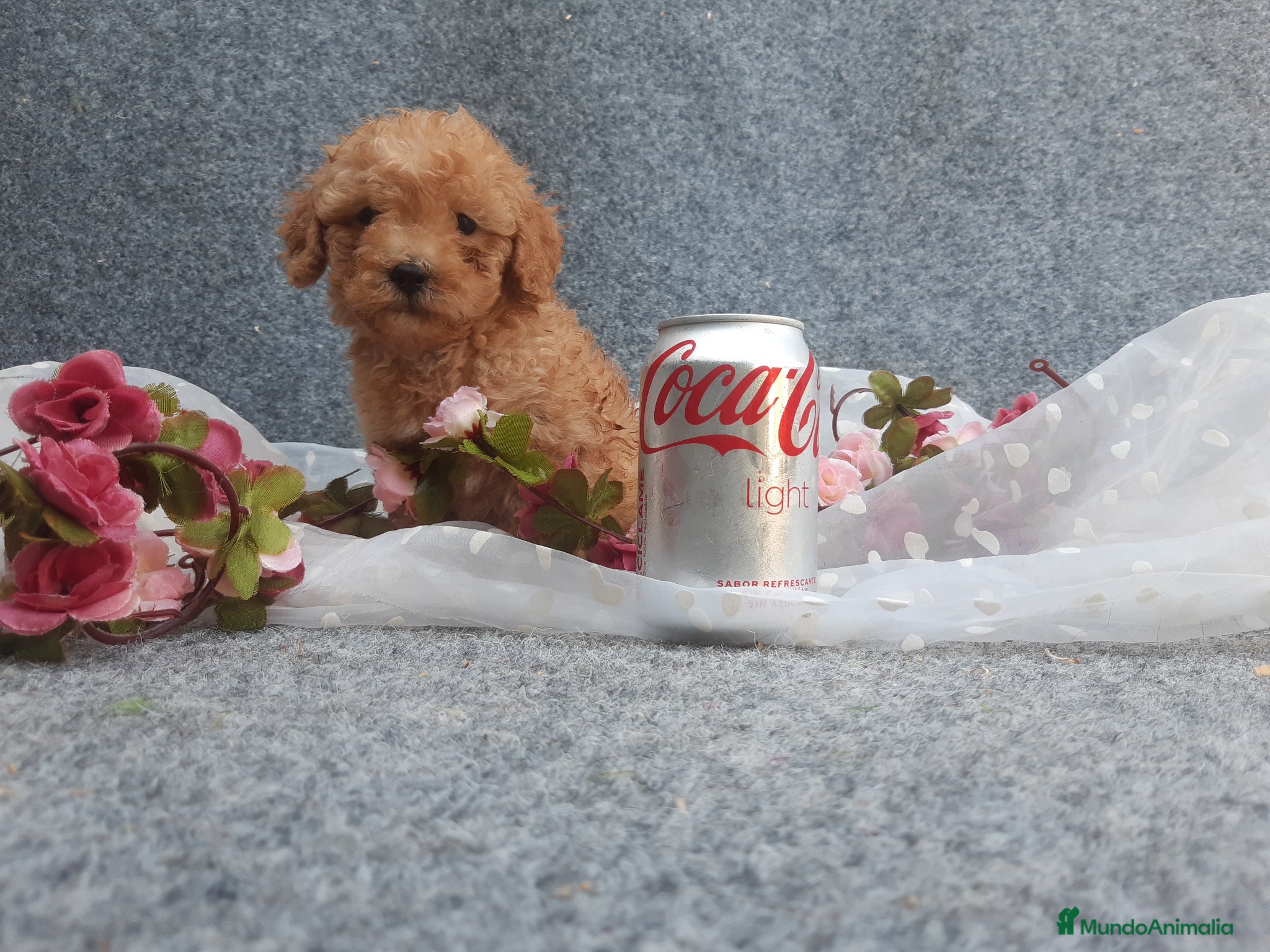 Caniche Toy perros PRECIOSOS CANICHE  ROJO LINEA TOY - Anuncio 1