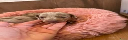 Teckel Miniatura perros en venta: teckel arlequin isabela  - Anuncio 4