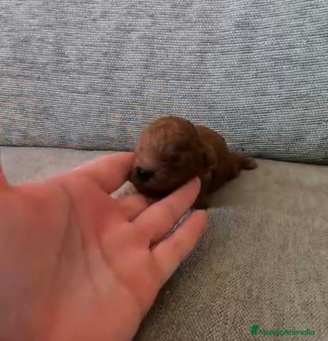 Caniche Toy perros en venta: Caniche toy macho y hembras - Anuncio 2