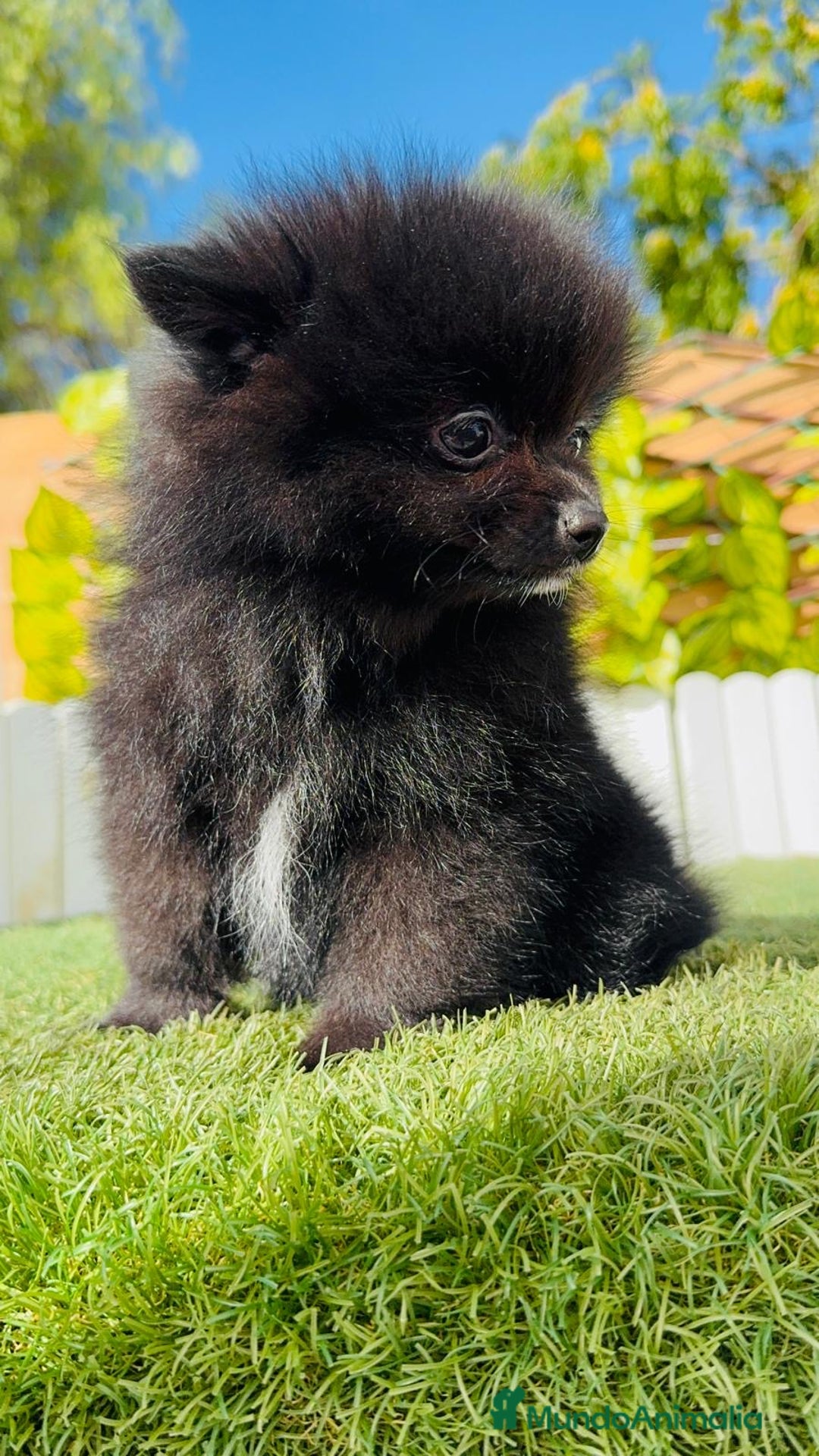 Pomerania perros en venta: POMERANIA HEMBRA - Imagen 18