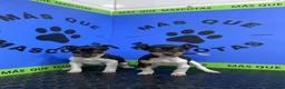 Gos Rater Valencià perros en venta: Cachorros Ratonero Valenciano 450€ ¡PRECIO REAL! - Anuncio 2