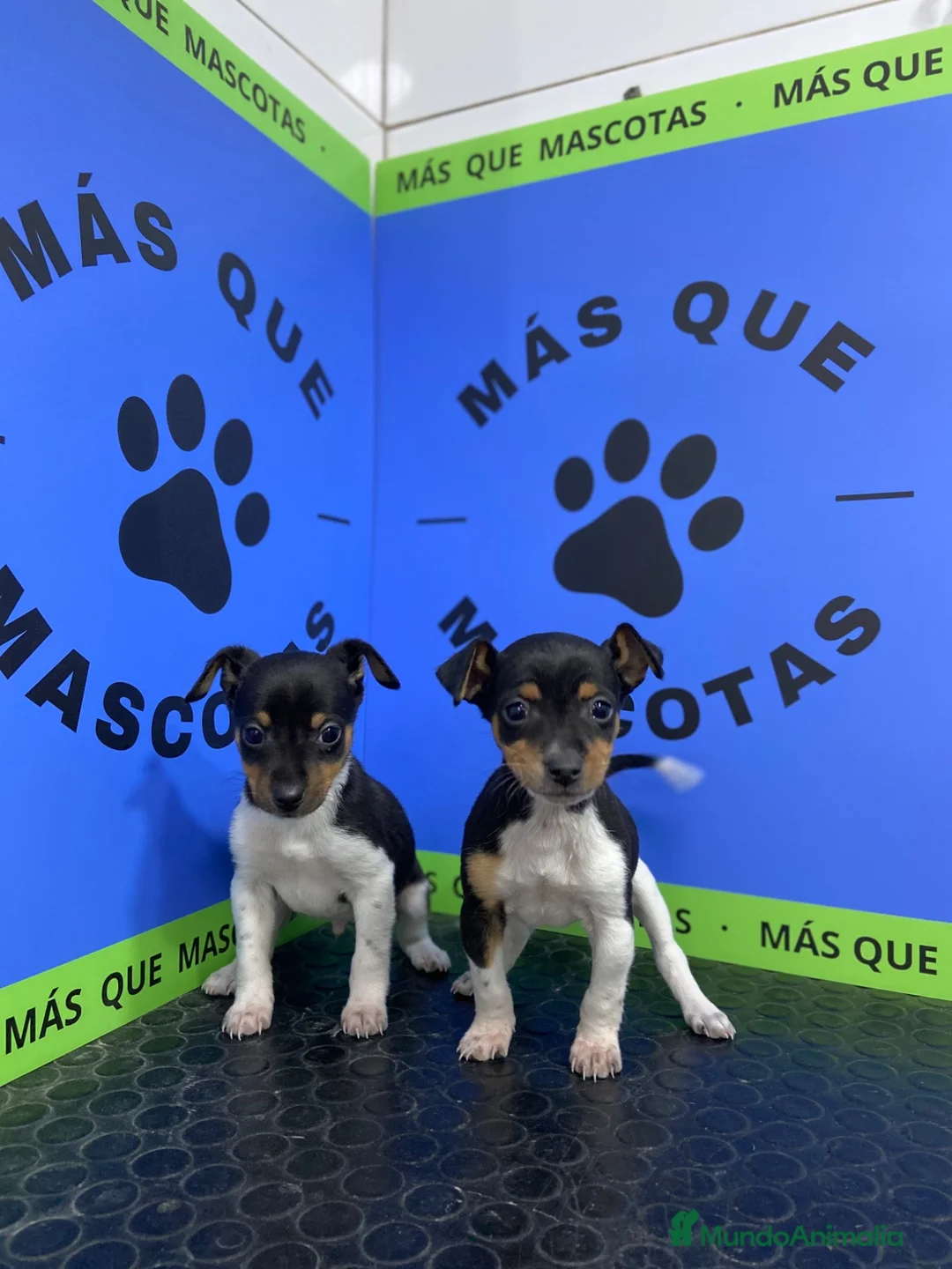 Gos Rater Valencià perros en venta: Cachorros Ratonero Valenciano 450€ ¡PRECIO REAL! - Anuncio 2