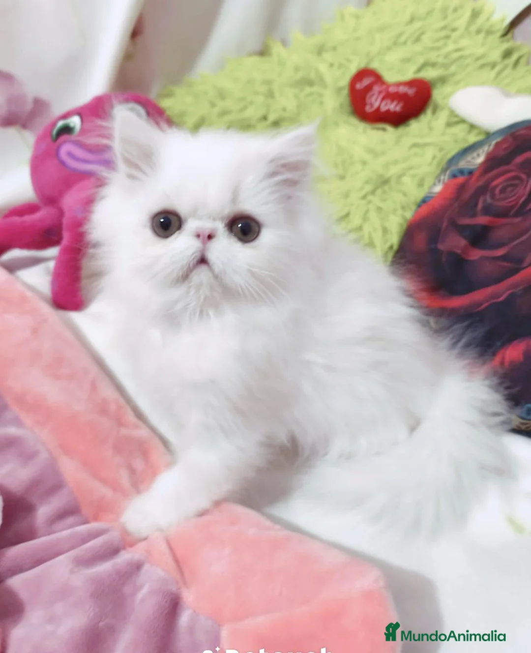 Persa gatos en venta: Venta de machitos y hembras persas - Anuncio 2