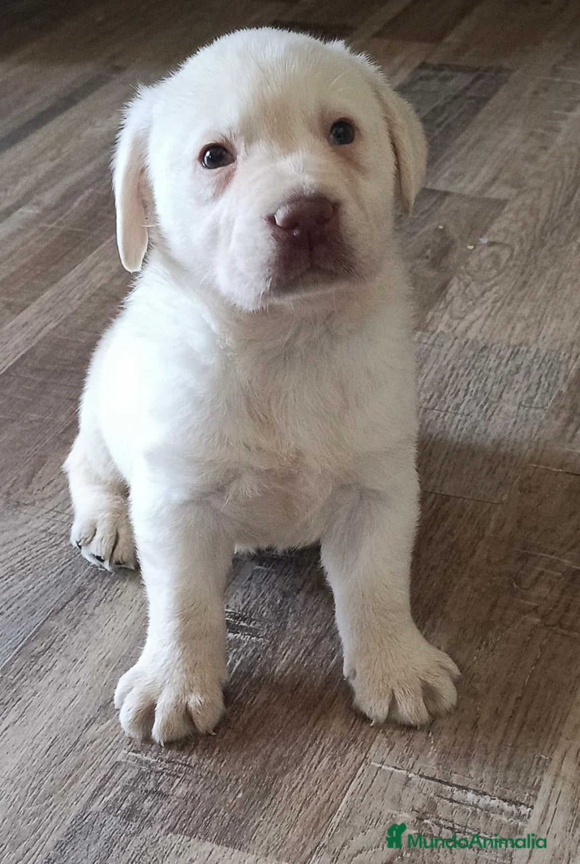 Labrador Retriever perros Labrador retriever macho dorado🐾🩵 - Anuncio 1
